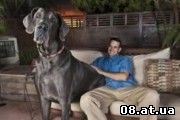 Самая большая собака